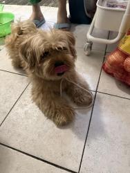 Reunited Male Dog last seen Church, Queens, NY 11423