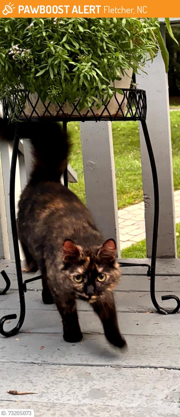 Found/Stray Female Cat last seen Fanning Bridge Rd Wildwood area, Fletcher, NC 28732