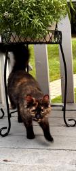 Found/Stray Female Cat last seen Fanning Bridge Rd Wildwood area, Fletcher, NC 28732