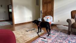 Reunited Female Dog last seen Near Stubbs Bridge Rd, Spotsylvania Courthouse, VA 22551