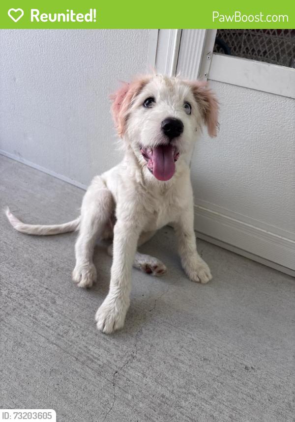 Reunited Male Dog last seen Near Cannon Ball Dr, Spring, TX 77380, USA, Spring, TX 77380