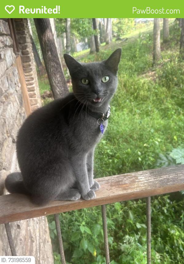 Reunited Female Cat last seen Lakeview Drive/F Street/Sky mountain loop, Rogers, AR 72756