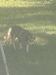 Found/Stray Female Dog last seen Gillsville, Gillsville, GA 30543