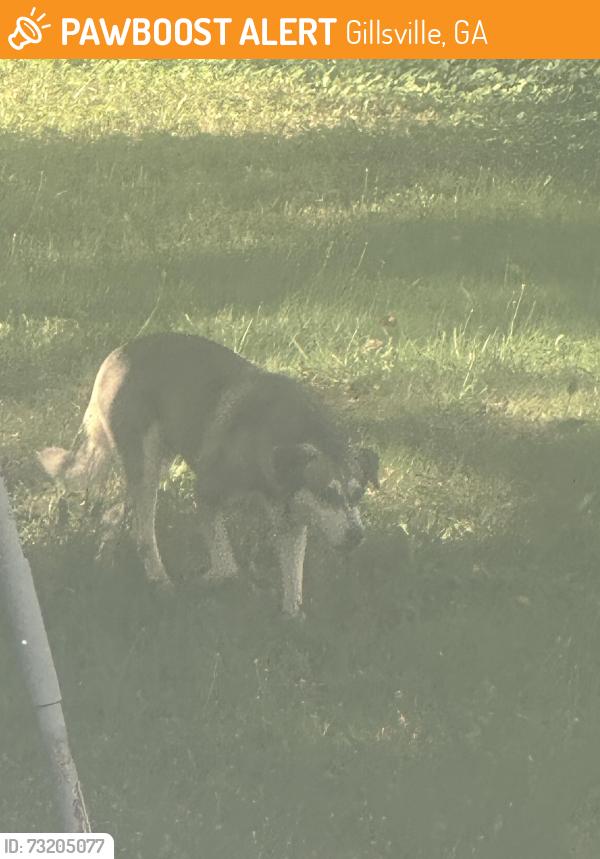 Found/Stray Female Dog last seen Gillsville, Gillsville, GA 30543