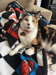 Reunited Female Cat last seen Somerset and Indiana Ave, Paramount, CA 90723