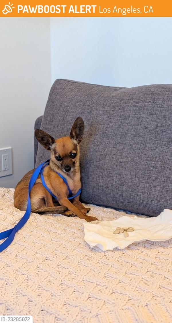 Found/Stray Male Dog last seen Hollywood Blvd and La Brea, Los Angeles, CA 90028