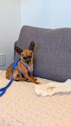 Found/Stray Male Dog last seen Hollywood Blvd and La Brea, Los Angeles, CA 90028