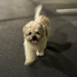 Found/Stray Unknown Dog last seen Gastonia, Gastonia, NC 28052