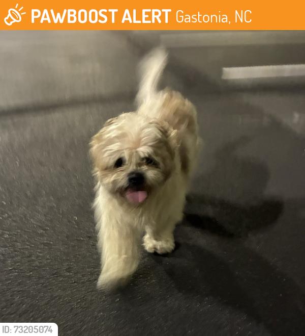 Found/Stray Unknown Dog last seen Gastonia, Gastonia, NC 28052