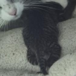 Shelter Stray Unknown Cat last seen , 3428 S Jenkins Ave, Norman, OK 73072, USA