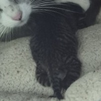Shelter Stray Unknown Cat last seen , 3428 S Jenkins Ave, Norman, OK 73072, USA