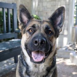 Shelter Stray Female Dog last seen , 361 S Raymond Ave, Pasadena, CA 91105, USA