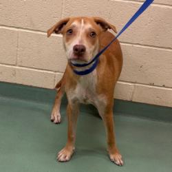 Shelter Stray Female Dog last seen , 2350 Appling City Cove, Memphis, TN 38133, USA