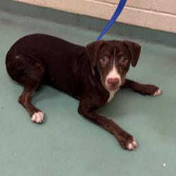 Shelter Stray Female Dog last seen , 2350 Appling City Cove, Memphis, TN 38133, USA