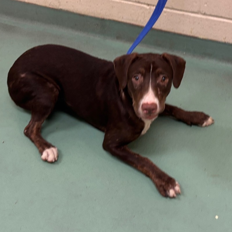 Shelter Stray Female Dog last seen , 2350 Appling City Cove, Memphis, TN 38133, USA