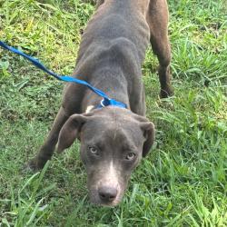 Shelter Stray Female Dog last seen , 2350 Appling City Cove, Memphis, TN 38133, USA