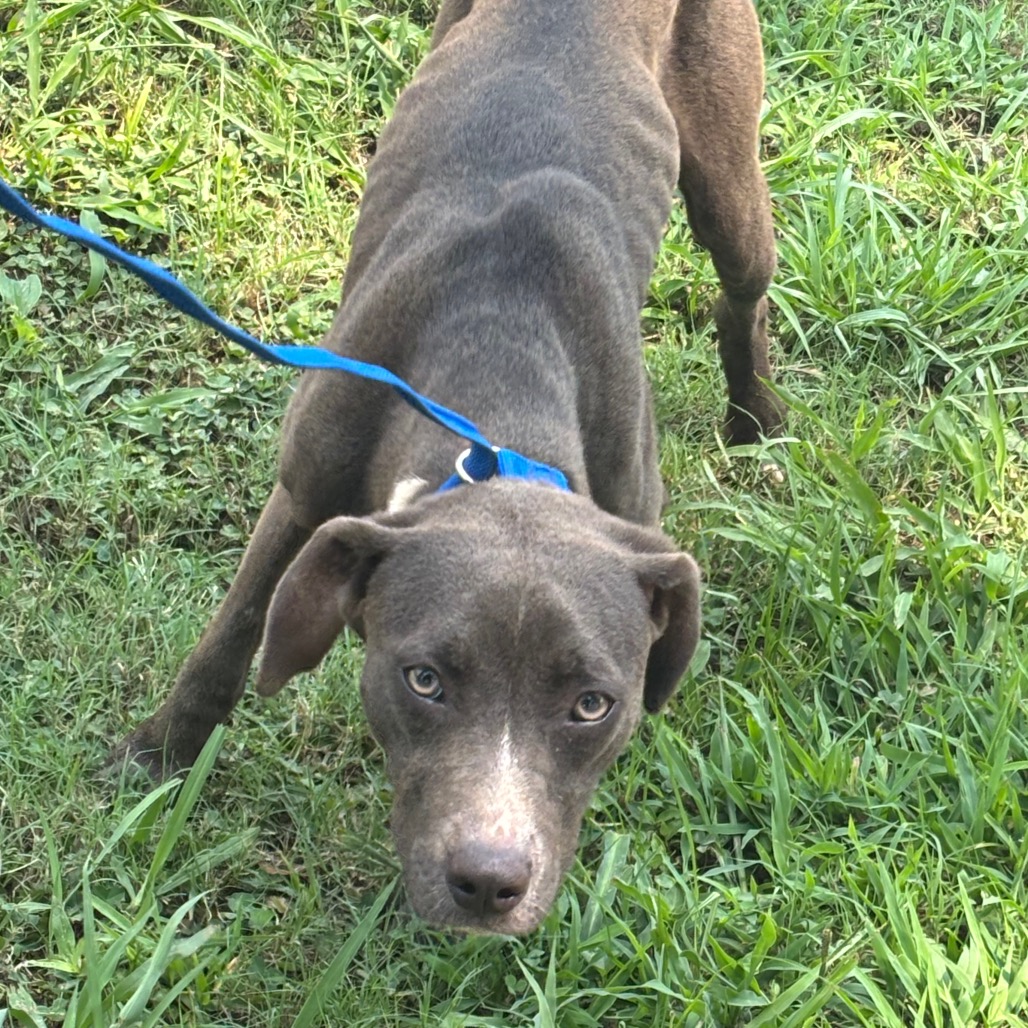 Shelter Stray Female Dog last seen , 2350 Appling City Cove, Memphis, TN 38133, USA