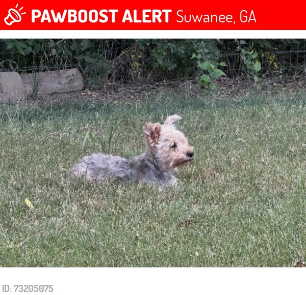 Lost Female Dog last seen Near Westbrook Road, Suwanee, GA 30024