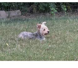 Lost Female Dog last seen Near Westbrook Road, Suwanee, GA 30024