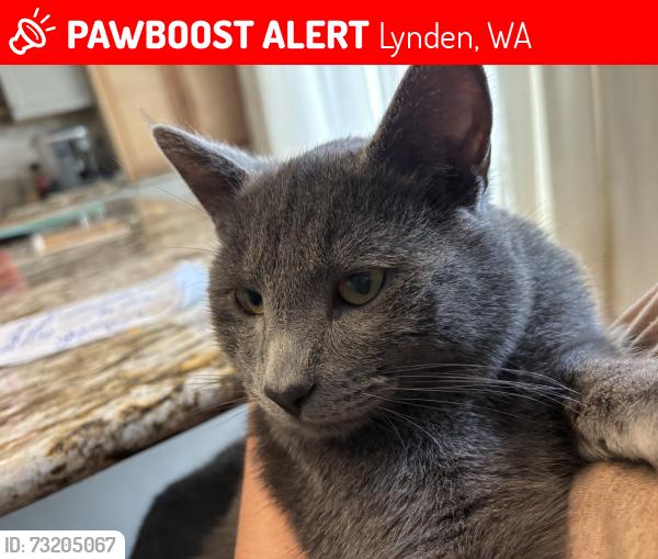 Lost Male Cat last seen Near Guide Meridian Lynden wa 98230, Lynden, WA 98264
