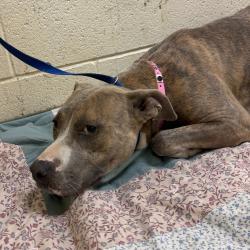 Shelter Stray Female Dog last seen , 2350 Appling City Cove, Memphis, TN 38133, USA