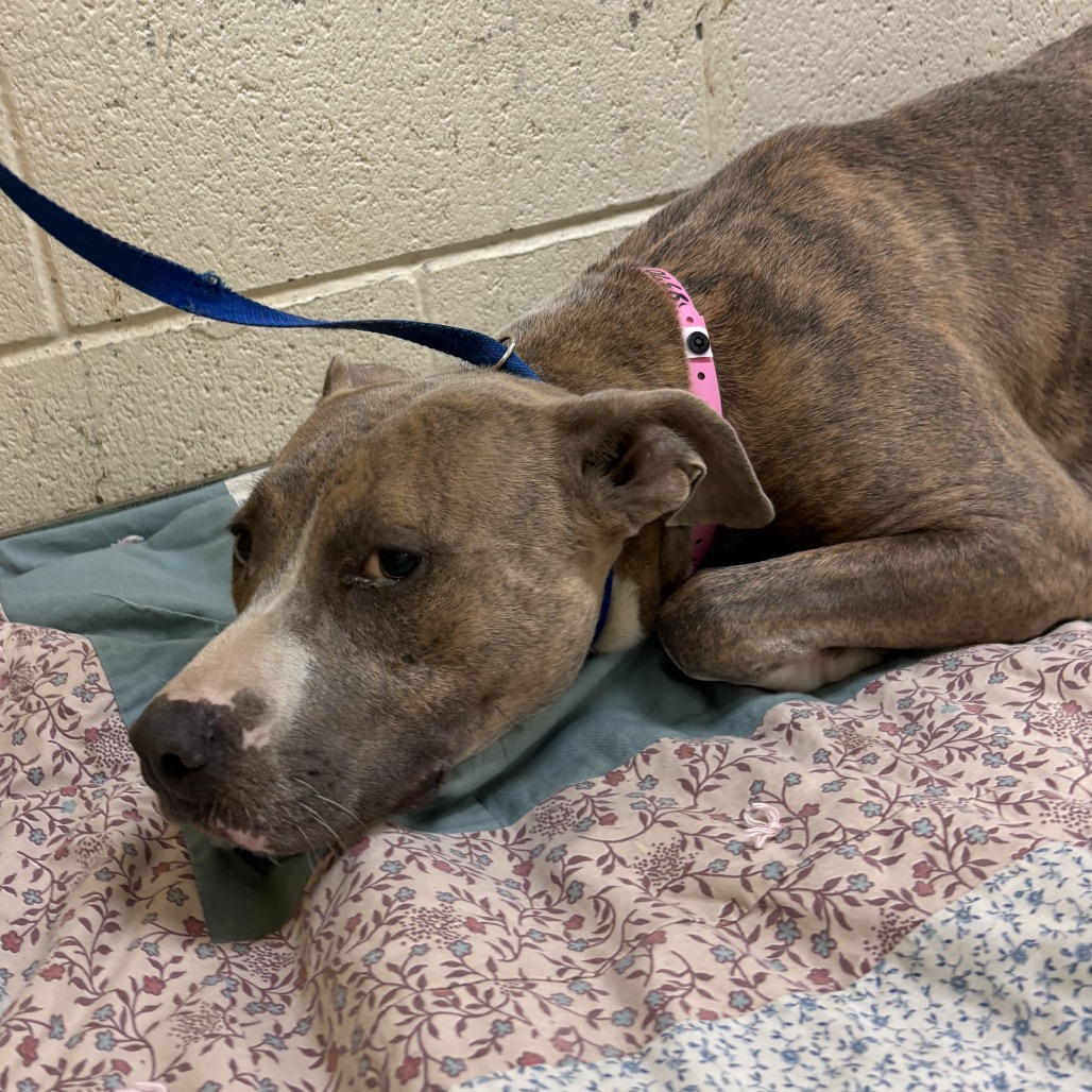 Shelter Stray Female Dog last seen , 2350 Appling City Cove, Memphis, TN 38133, USA