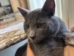Lost Male Cat last seen Near Guide Meridian Lynden wa 98230, Lynden, WA 98264