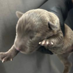 Shelter Stray Unknown Dog last seen , 2350 Appling City Cove, Memphis, TN 38133, USA