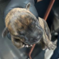 Shelter Stray Unknown Dog last seen , 2350 Appling City Cove, Memphis, TN 38133, USA