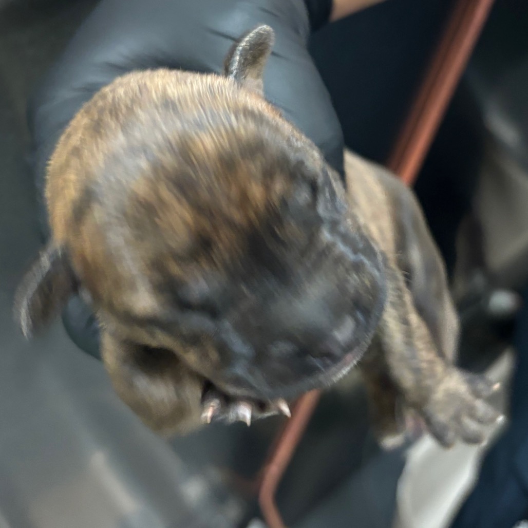 Shelter Stray Unknown Dog last seen , 2350 Appling City Cove, Memphis, TN 38133, USA