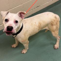 Shelter Stray Male Dog last seen , 2350 Appling City Cove, Memphis, TN 38133, USA
