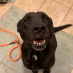 Shelter Stray Female Dog last seen , 4500 N Access Rd, Chattanooga, TN 37415, USA