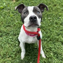 Shelter Stray Male Dog last seen , Animal Care & Control Team of Philly, 111 W Hunting Park Ave, Philadelphia, PA 19140, USA