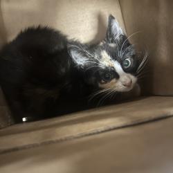 Shelter Stray Female Cat last seen , Animal Care & Control Team of Philly, 111 W Hunting Park Ave, Philadelphia, PA 19140, USA