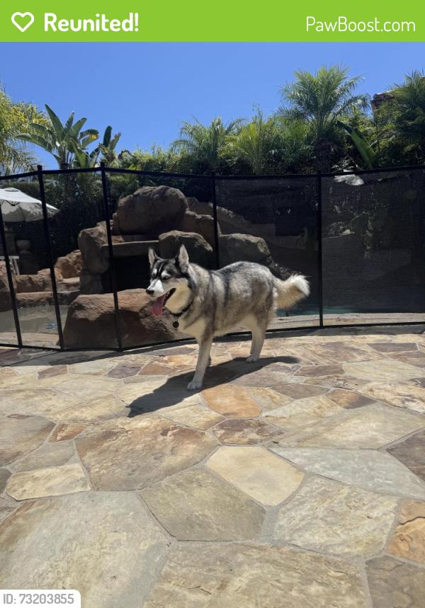 Reunited Female Dog last seen Pacific Crest and Camino del Avion, Laguna Niguel, CA 92677