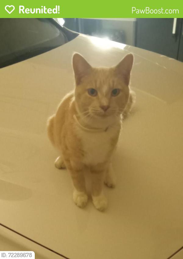 Reunited Male Cat last seen Ft. Bragg Road, Fayetteville, NC near Terry Sanford High School, Fayetteville, NC 28303