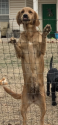 Lost Female Dog last seen Harrah & Britton road, Oklahoma County, OK 73120