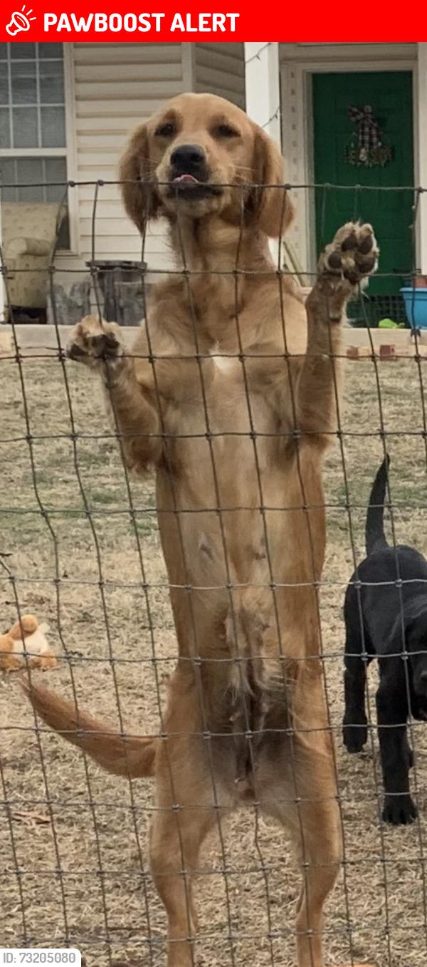 Lost Female Dog last seen Harrah & Britton road, Oklahoma County, OK 73120