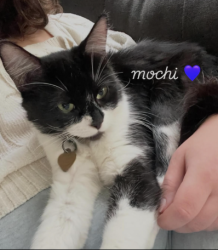 Reunited Female Cat last seen atessa ct, alicante dr, Roseville, CA 95747