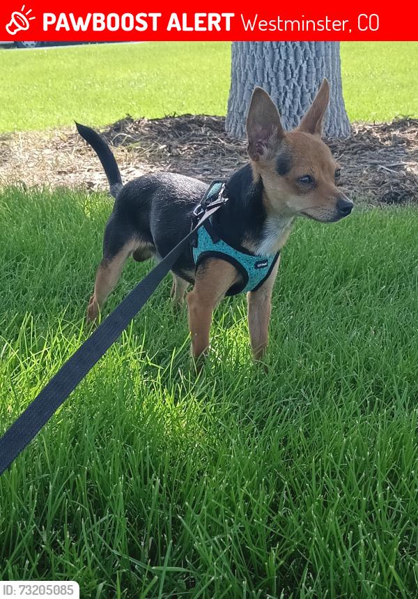 Lost Male Dog last seen 76th and Lowell, Westminster, CO 80030