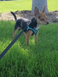 Lost Male Dog last seen 76th and Lowell, Westminster, CO 80030