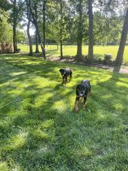Found/Stray Unknown Dog last seen By Armstrong elementary school, Hampton, VA 23661