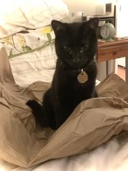 Lost Male Cat last seen Near Tigard Fred Meyer, Portland, OR 97223