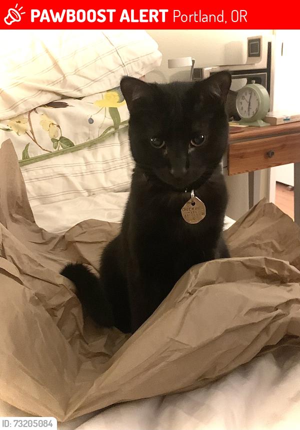 Lost Male Cat last seen Near Tigard Fred Meyer, Portland, OR 97223