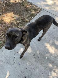 Found/Stray Male Dog last seen Harbor Ave and W Fuego St, Compton, CA 90221
