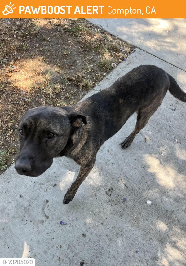 Found/Stray Male Dog last seen Harbor Ave and W Fuego St, Compton, CA 90221