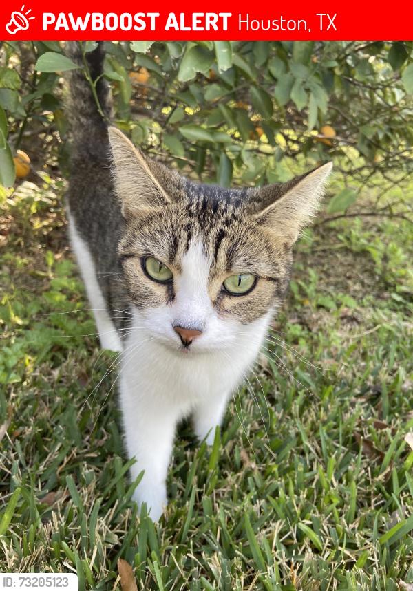 Lost Female Cat last seen Buffalo Speedway and South Braeswood, Houston, TX 77025