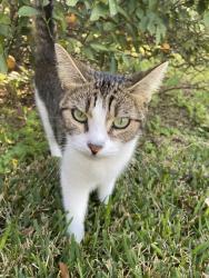 Lost Female Cat last seen Buffalo Speedway and South Braeswood, Houston, TX 77025