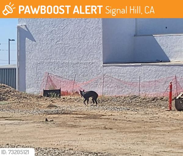 Found/Stray Unknown Dog last seen Willow, Signal Hill, CA 90755