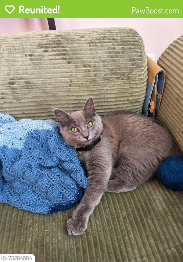 Reunited Female Cat last seen Courtyards at South Coast apmt complex, Santa Ana, CA 92707